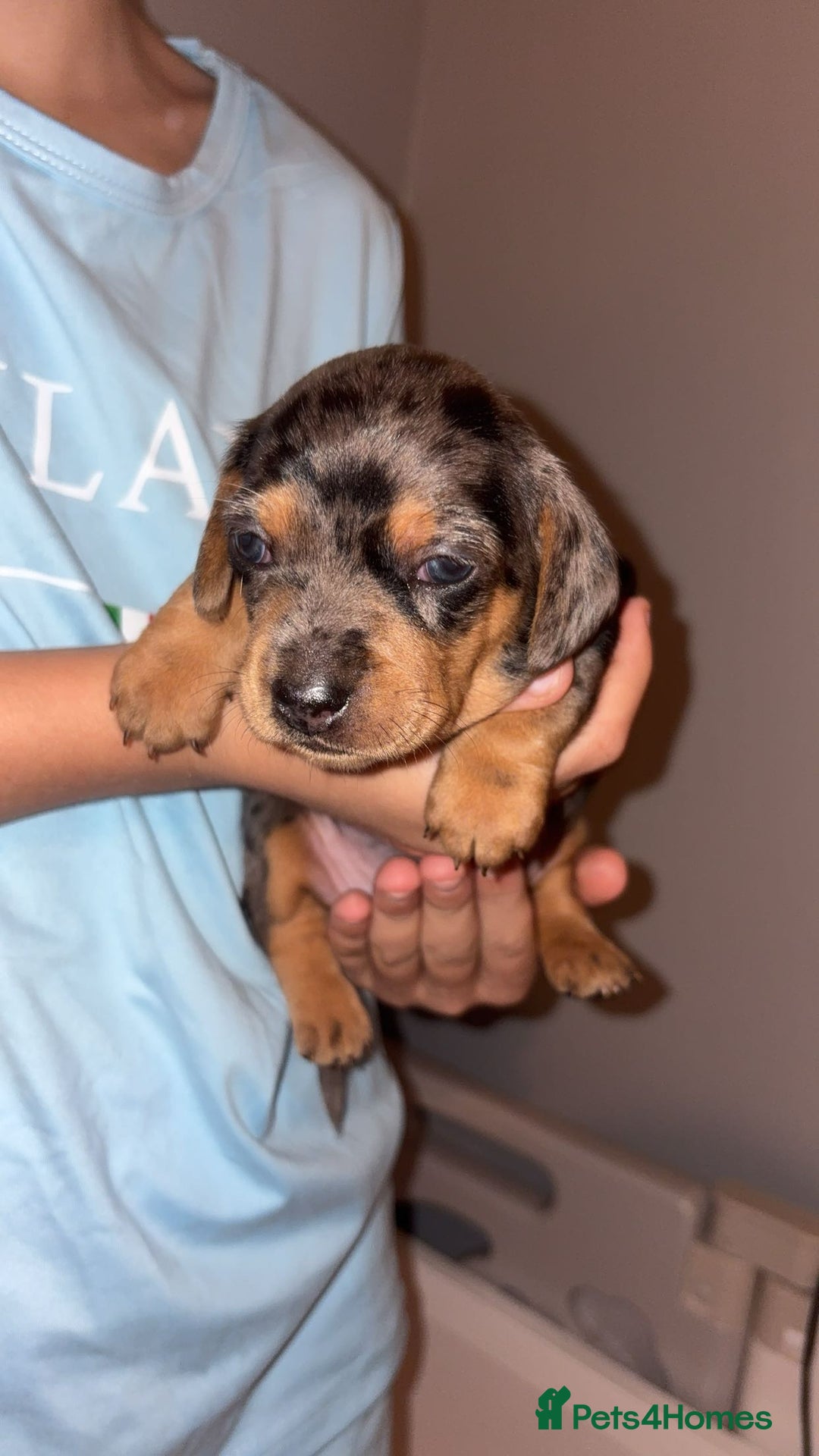 Miniature Dachshund dogs for sale: Gorgeous miniature dachshund puppy’s  - Advert 7