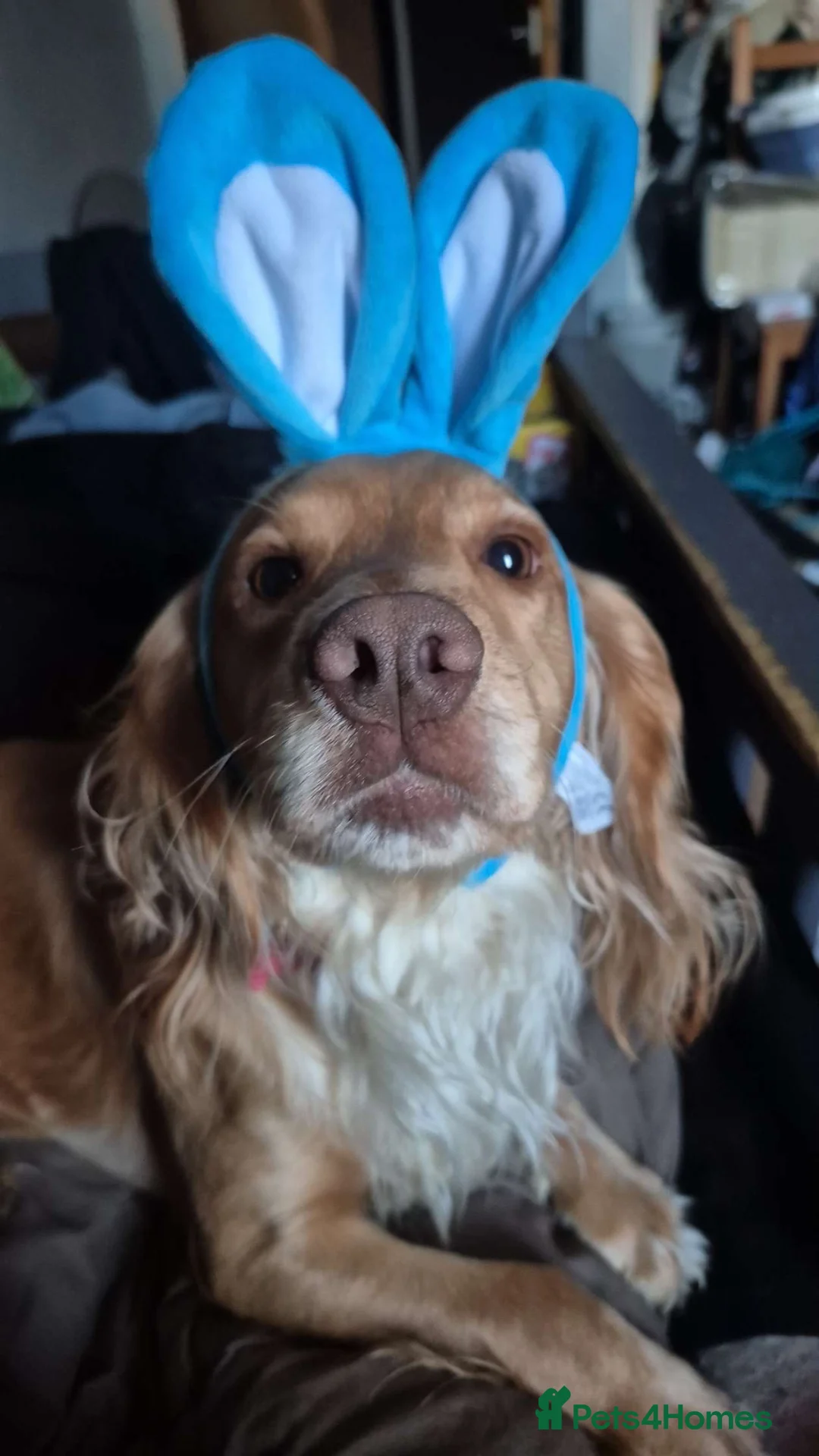 Cocker Spaniel dogs for sale: Male Cocker Spaniel - Advert 2