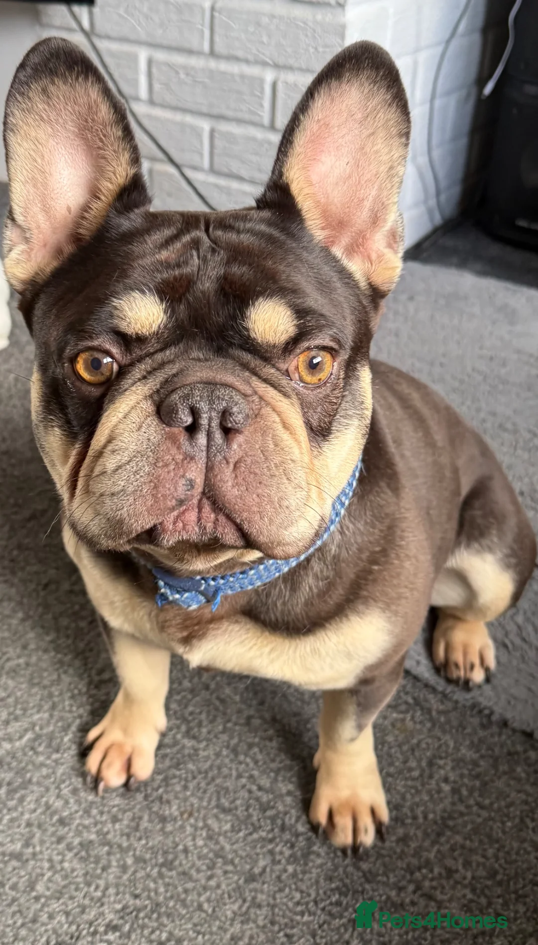 French Bulldog dogs for sale: Take me home!! - Advert 2