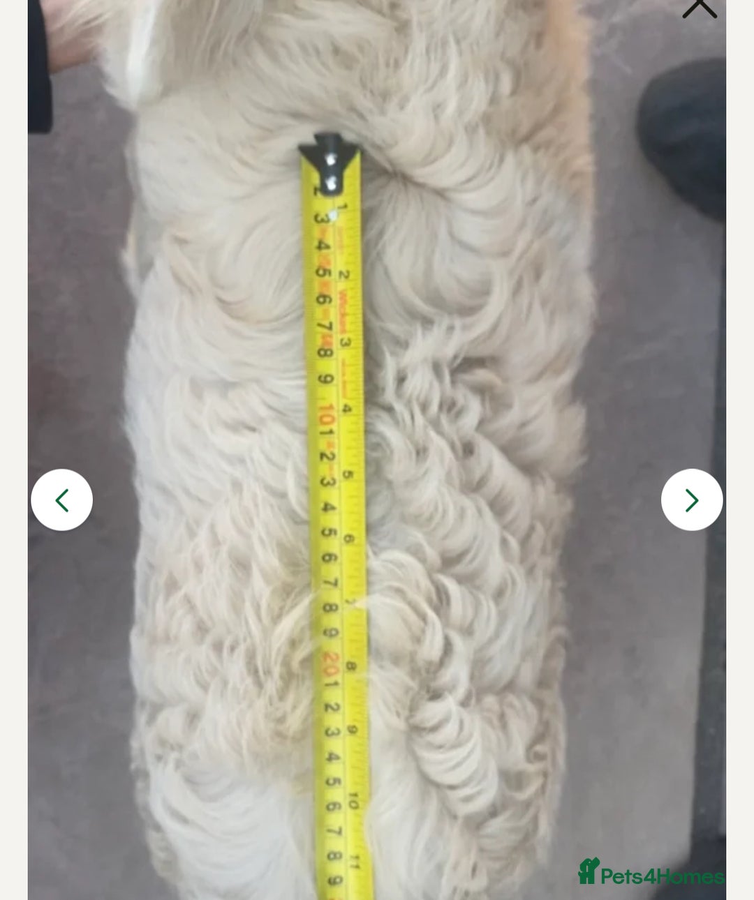 French Bulldog dogs for sale: Beautiful full fluffy frenchies  - Advert 6