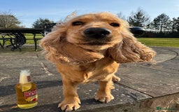 Cocker Spaniel dogs for sale: Lovely 3 year old Golden Cocker Spaniel  - Image 3