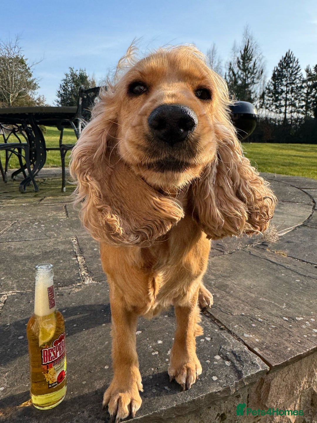 Cocker Spaniel dogs for sale: Lovely 3 year old Golden Cocker Spaniel  - Image 3
