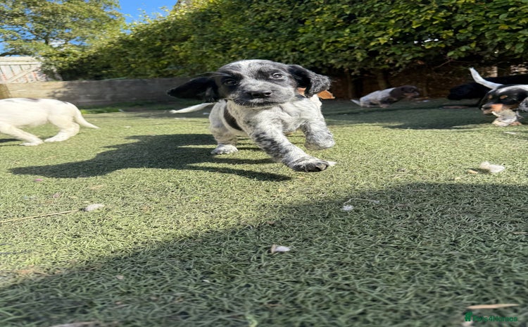 Cocker Spaniel dogs - Advert 4