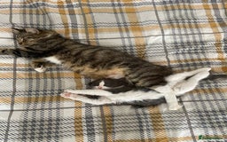 Domestic Shorthair cats for sale: Beautiful Grey & White Kitten for Sale - Image 9