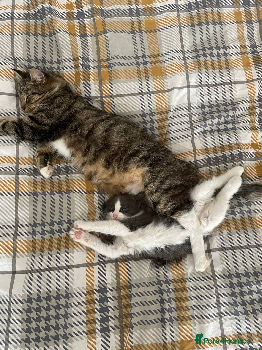 Domestic Shorthair cats for sale: Beautiful Grey & White Kitten for Sale - Image 9