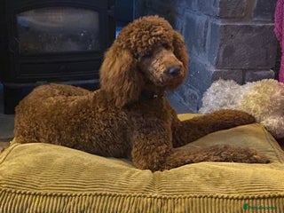 Standard Poodle dogs in Aberdare - Advert 1