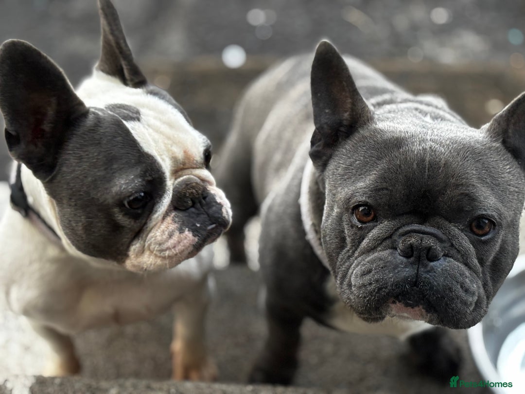 French Bulldog dogs for sale: Two French bulldogs £500 for both  - Image 2