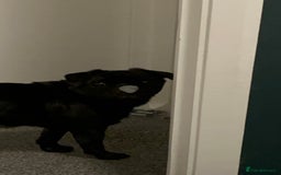 Pug dogs for sale: Black Male Pug 8yrs Old - Advert 3