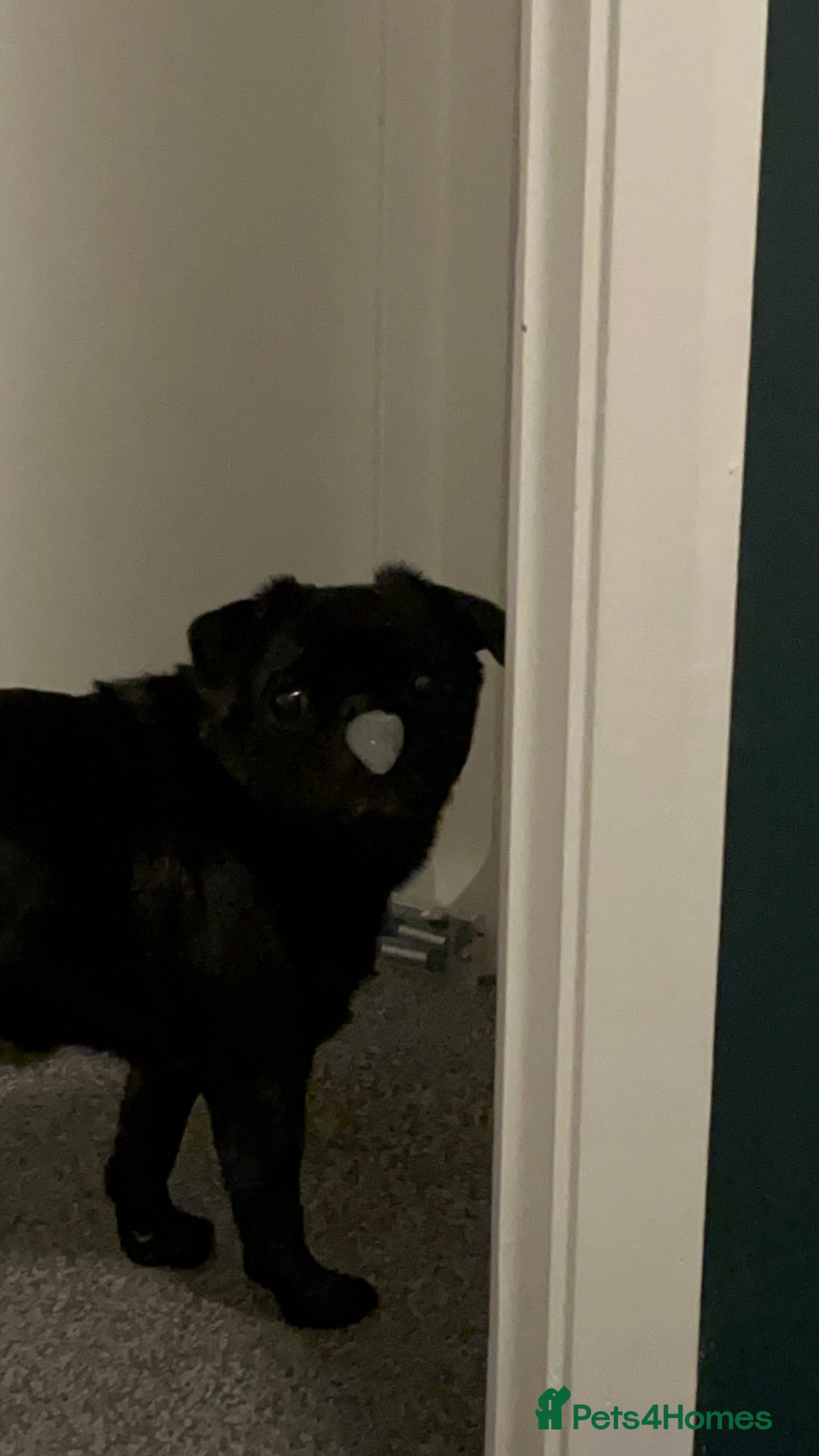 Pug dogs for sale: Black Male Pug 8yrs Old - Advert 3