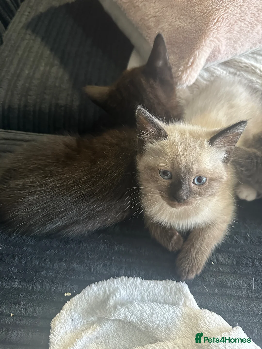 Mixed Breed cats for sale: Kittens  in New Malden - Advert 2