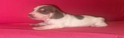 Miniature Dachshund dogs for sale: Miniature Dachshunds - Advert 23