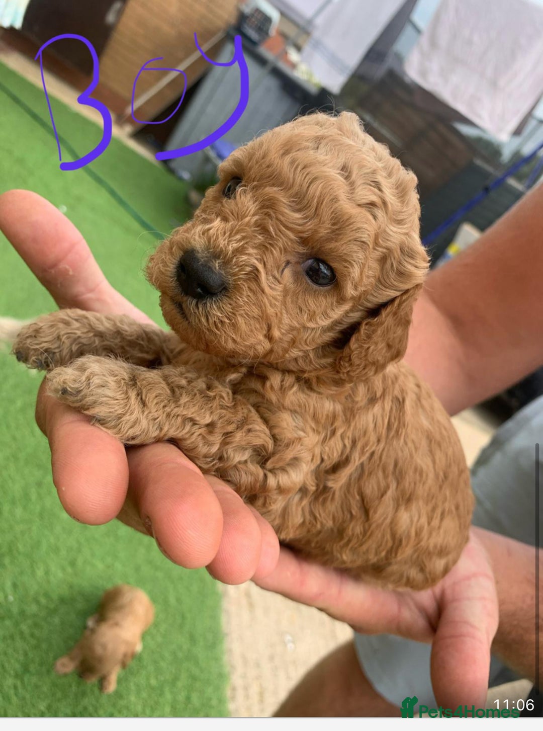 Cavapoo dogs for sale: Cavapoo - Image 4