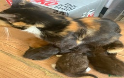 Mixed Breed cats for sale: Beautiful Kittens  - Image 2