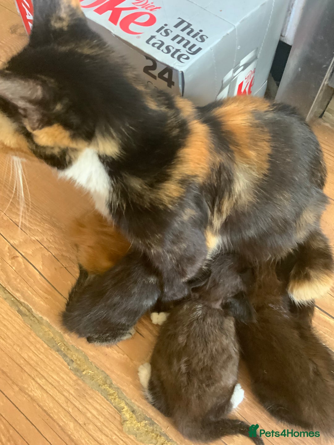 Mixed Breed cats for sale: Beautiful Kittens  - Image 2