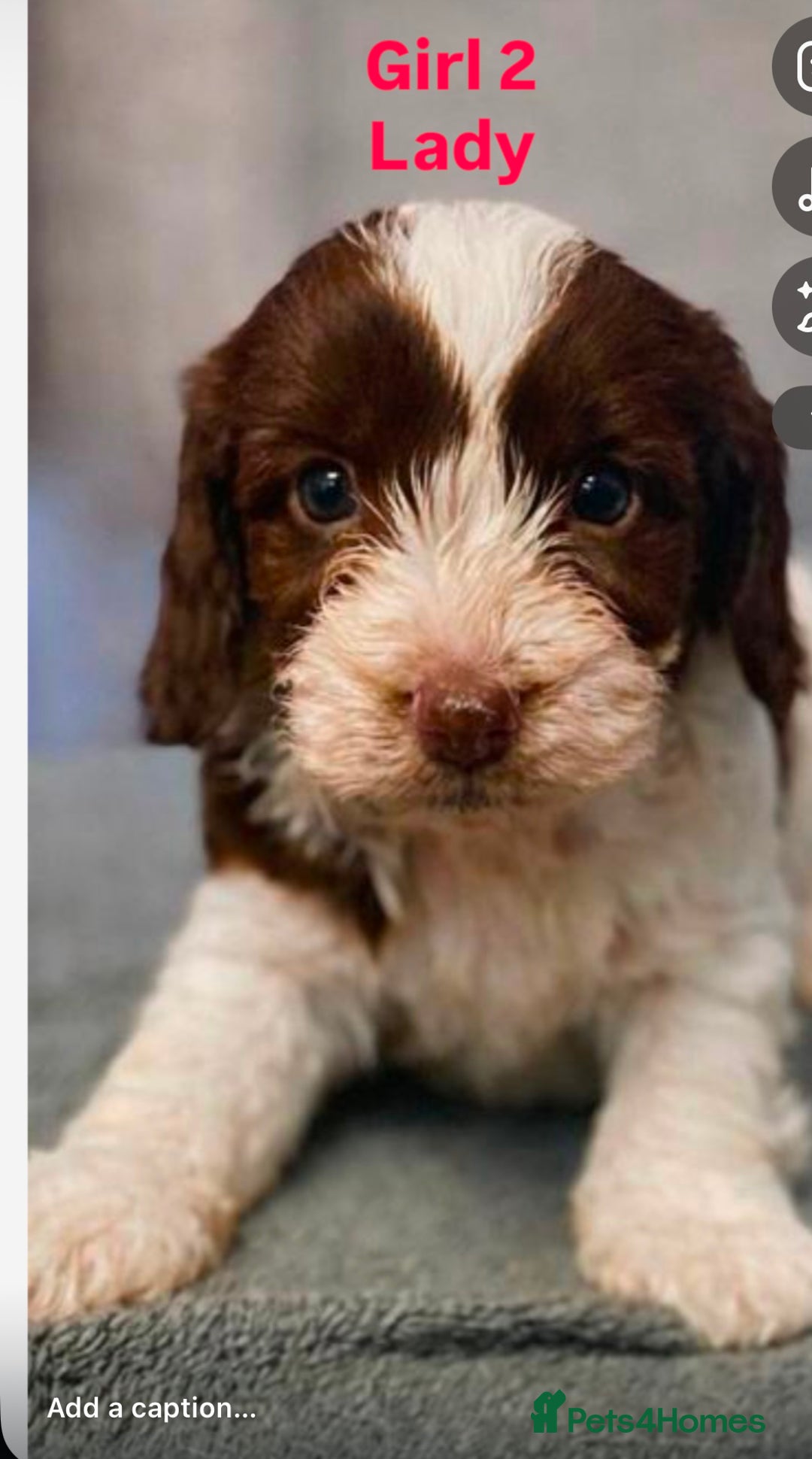 Cockapoo dogs for sale: Tanners gorgeous f1 cockapoos  - Advert 5