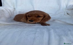 Cocker Spaniel dogs for sale: Gorgeous red cocker spaniels puppies  - Image 27