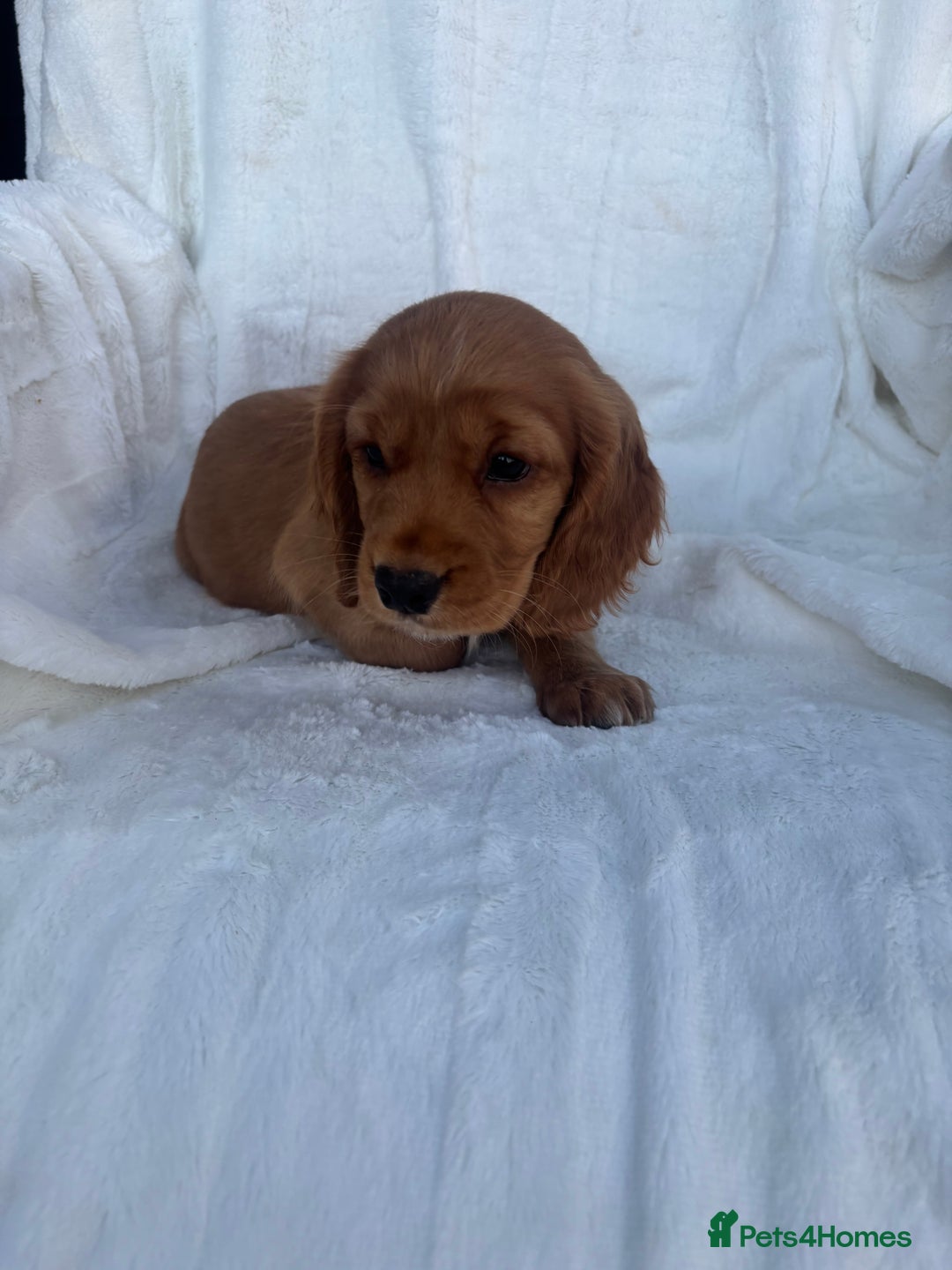 Cocker Spaniel dogs for sale: Gorgeous red cocker spaniels puppies  - Image 27