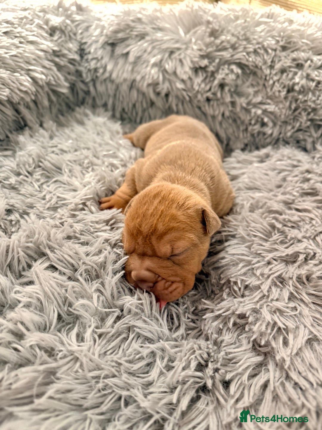 Mixed Breed dogs for sale: Gawjuss Bullpei Puppies 🐶 - Advert 23