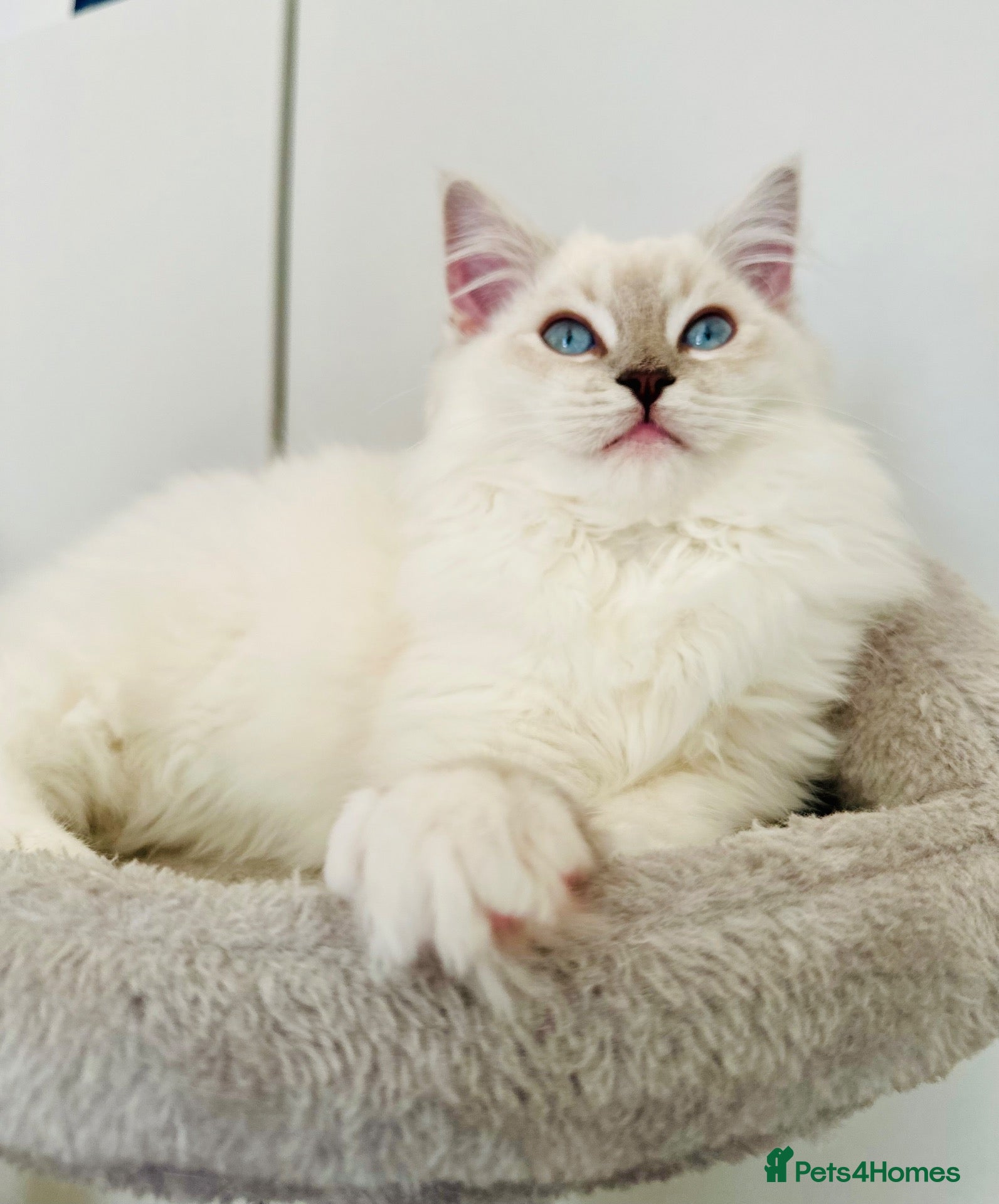 Ragdoll cats for sale: 💙 ACTIVE REGISTERED RAGDOL, DNA TESTED PARENTS 💙 - Advert 22