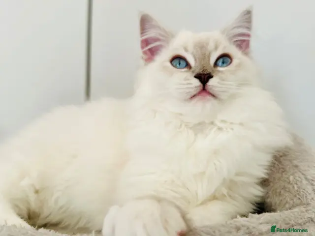 Ragdoll cats for sale: 💙 ACTIVE REGISTERED RAGDOL, DNA TESTED PARENTS 💙 - Advert 22