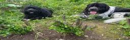 Newfoundland dogs for sale: New home for Hugo! - Advert 5