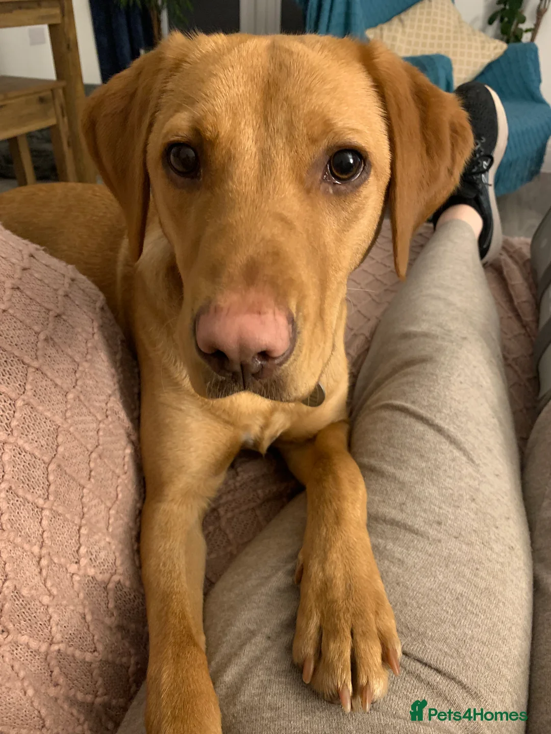 Labrador Retriever dogs for sale: Labrador  - Advert 1