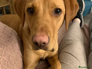 Labrador Retriever dogs Labrador - Advert 1