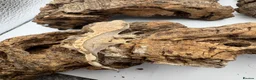 Gecko reptiles for sale: 🦎BABY MIXED CRESTED GECKOS AVAILABLE 🦎 - Advert 9