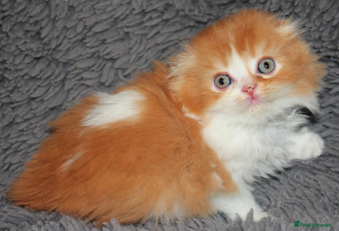 Scottish Fold cats for sale: Four wonderful Scottish Fold/straight kittens - Advert 6