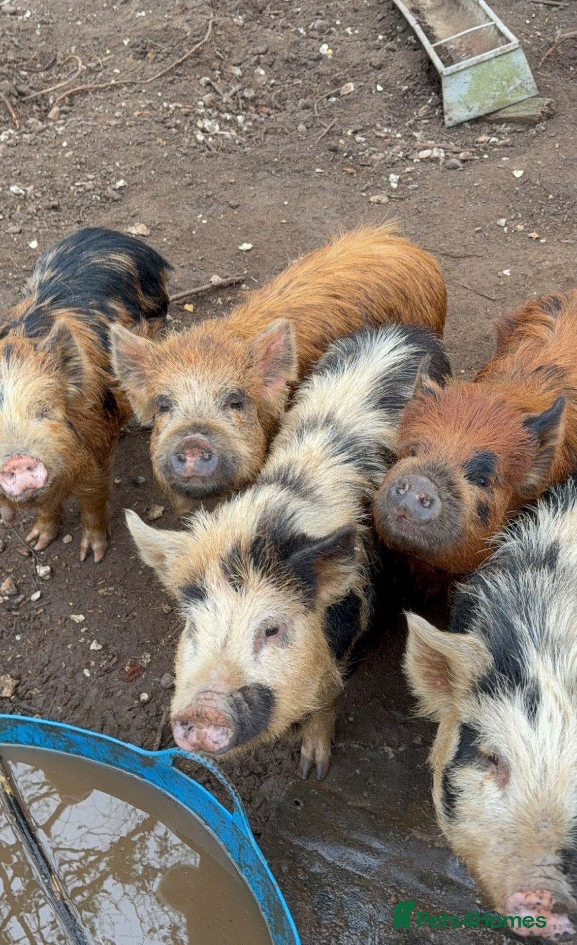 Pig livestock Kunekune boars & a barrow for sale  - Advert 1