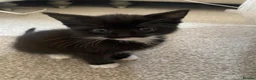 Mixed Breed cats for sale: 8 WEEK OLD - Male & Female - Advert 6
