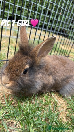 Lionhead rabbits in Barnsley - Advert 4