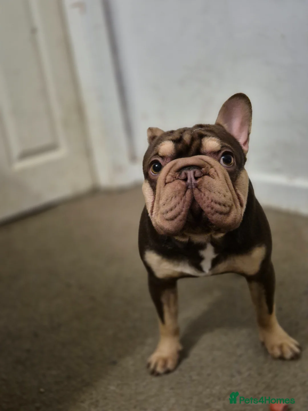 French Bulldog dogs for sale: Rojo and tan male ONE YEAR OLD - Advert 2