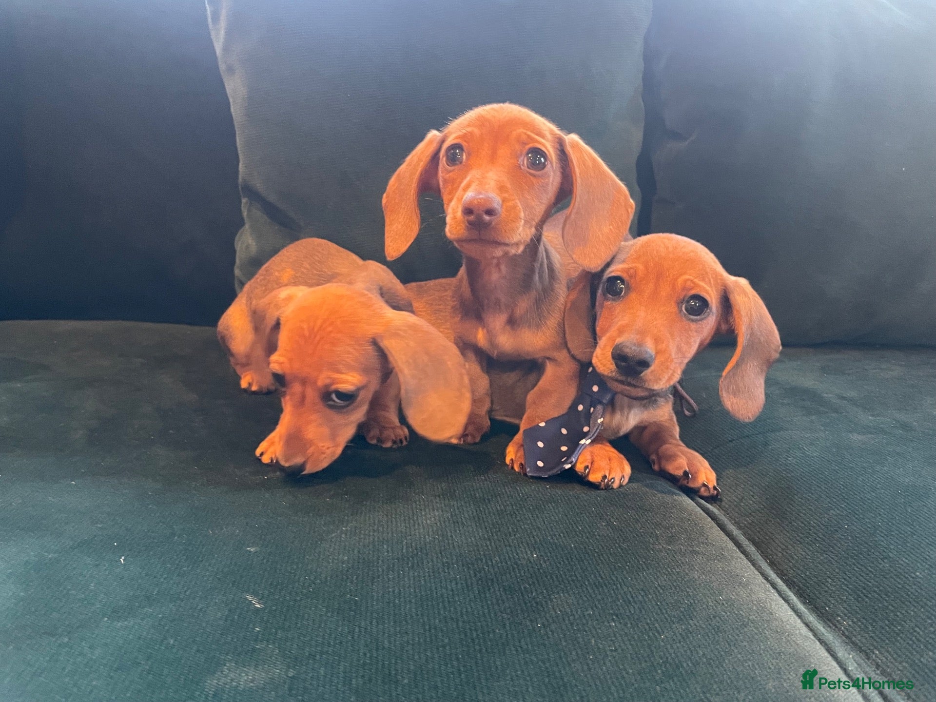Dachshund dogs Dachshund puppies  - Advert 1