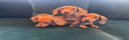 Dachshund dogs for sale: Dachshund puppies  in Llanelli - Advert 1