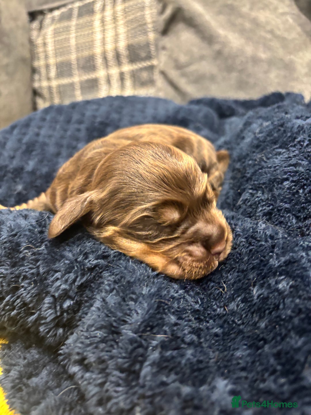 Cocker Spaniel dogs for sale: Show cocker spaniel puppies  - Advert 14