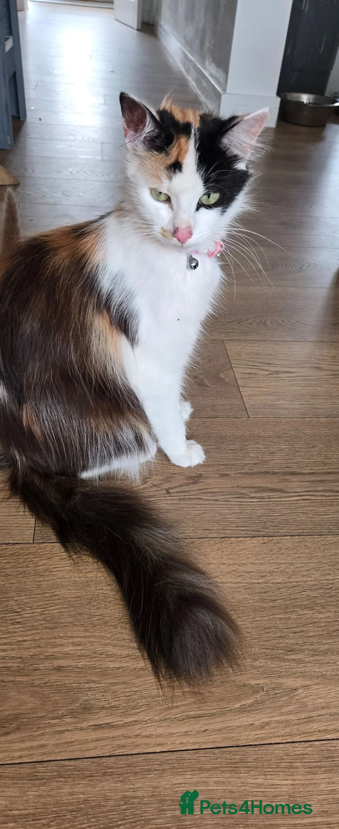 Mixed Breed cats for sale: 4 beautiful babies - Advert 1