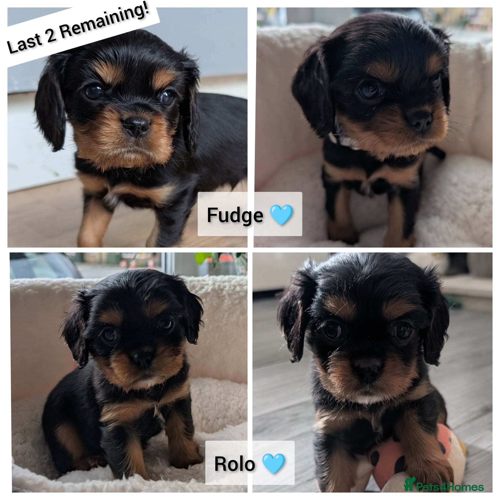 Cavalier King Charles Spaniel dogs Black & Tan Cavalier King Charles Spaniel Puppies - Advert 11