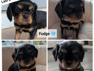 Cavalier King Charles Spaniel dogs Black & Tan Cavalier King Charles Spaniel Puppies - Advert 14