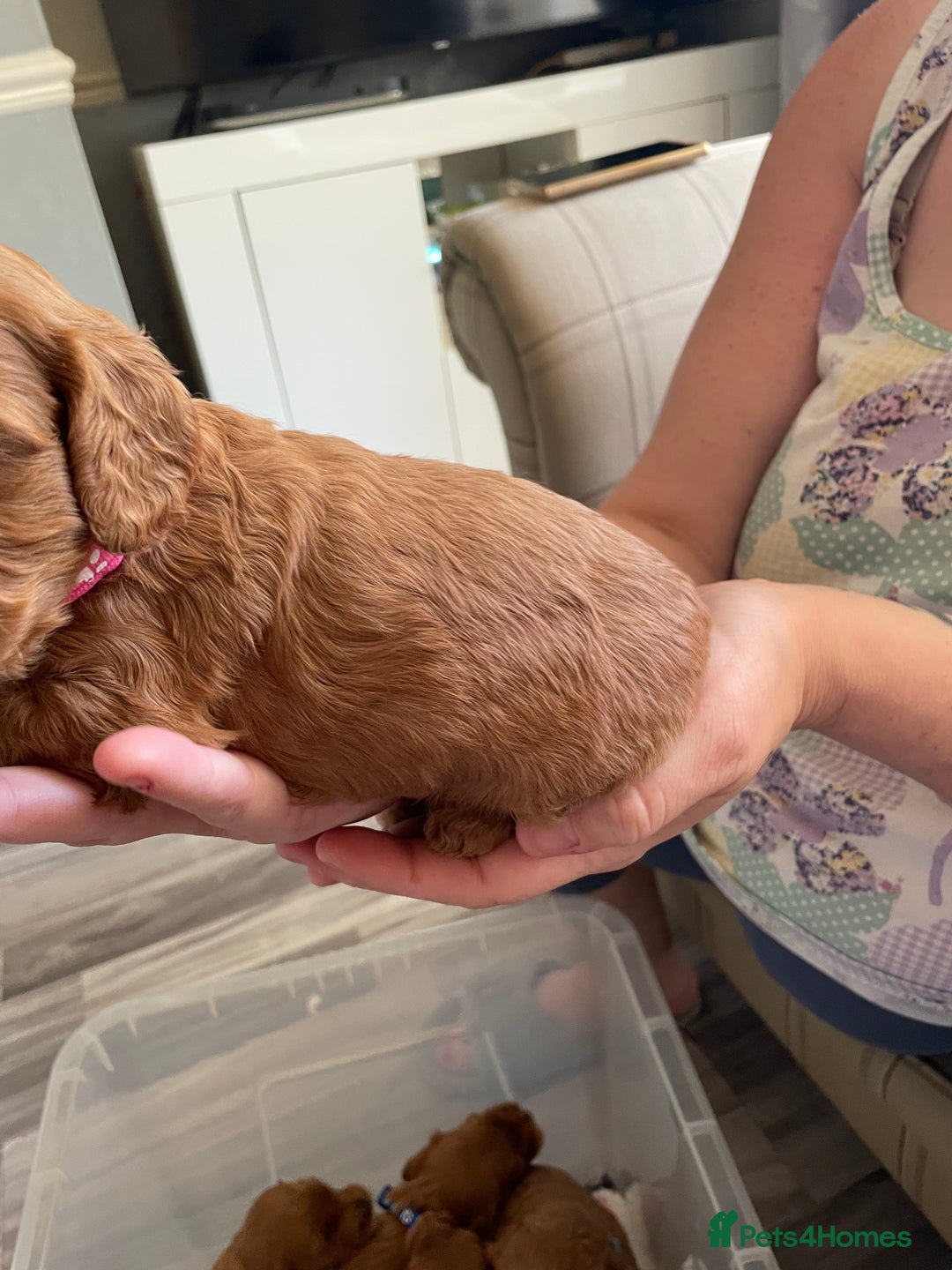 Cockapoo dogs for sale: * health tested through parentage*F1 Cockapoo - Image 15