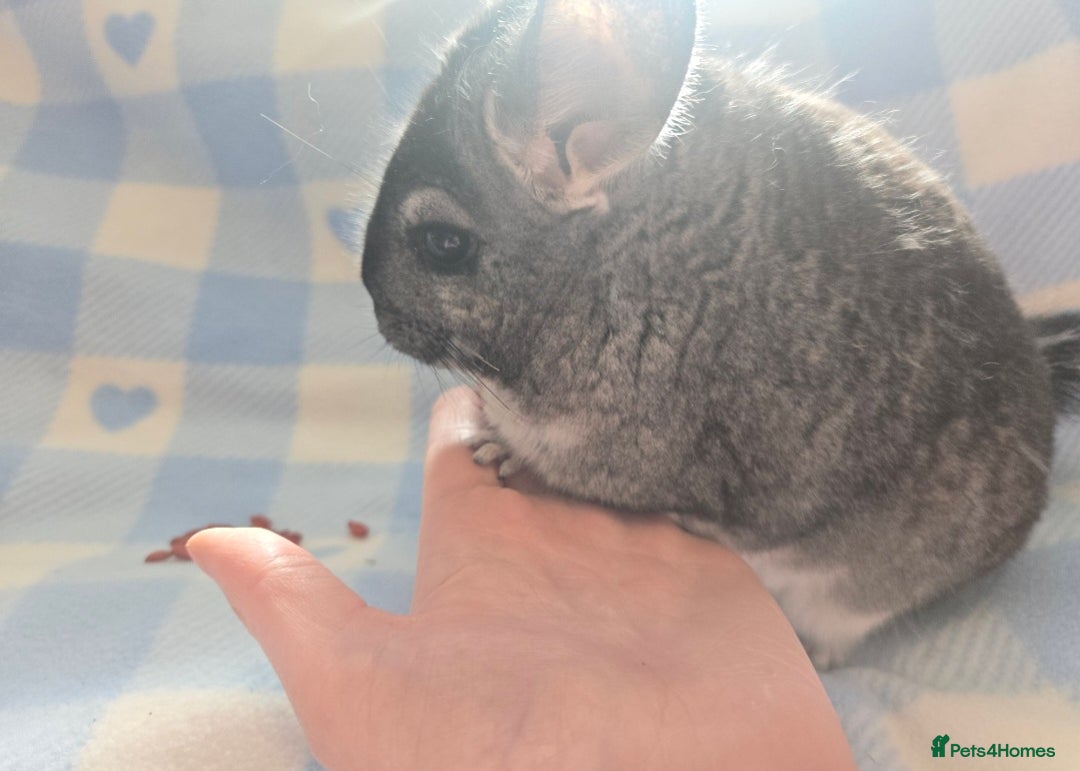 Chinchilla rodents for sale: Bonded mother and daughter pair - Image 7