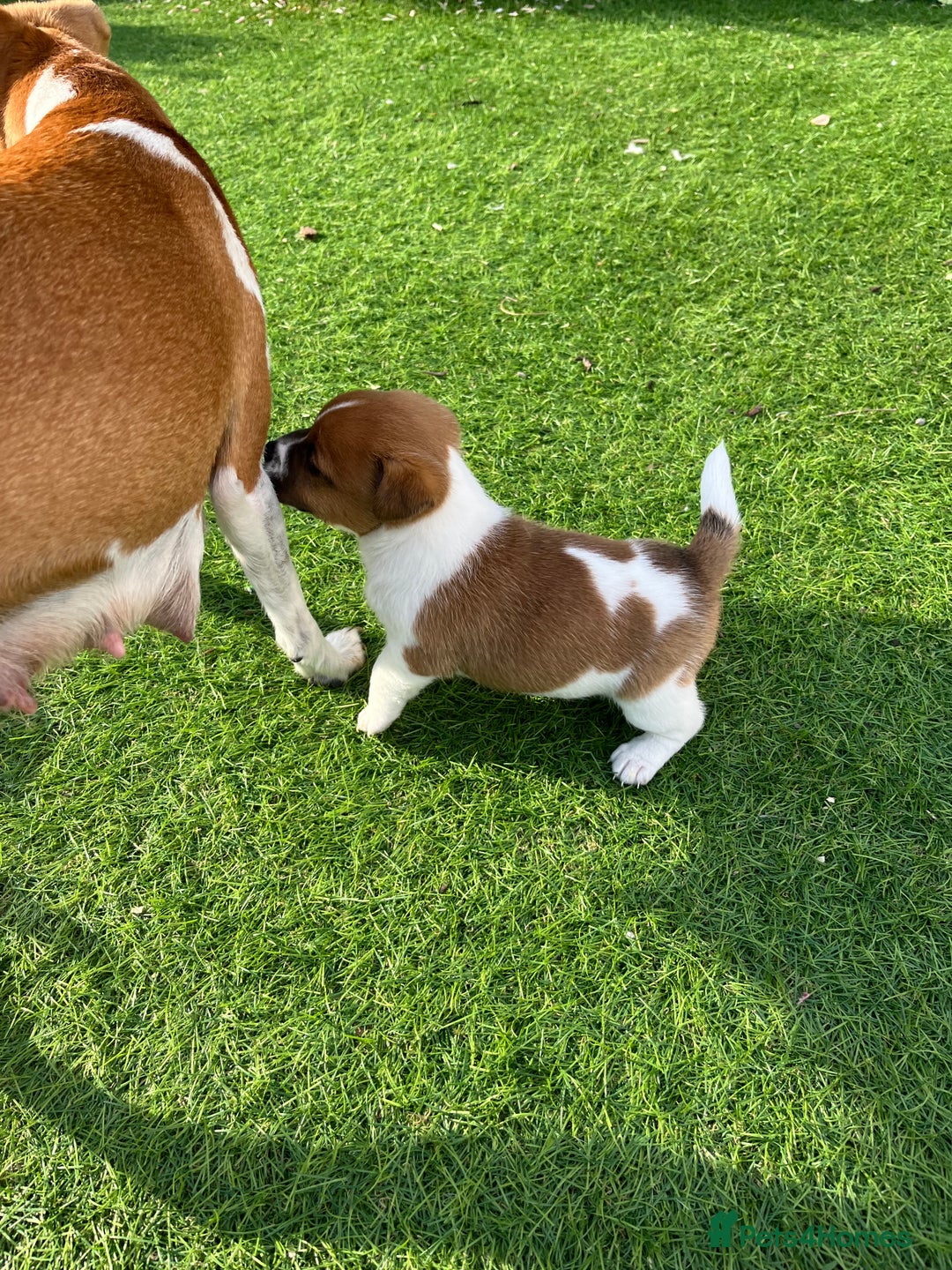 Mixed Breed dogs for sale: Lovely Jack Russel/Plumber puppies - Image 14