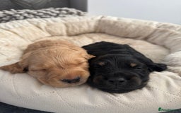 Mixed Breed dogs for sale: Show Cocker X Miniature dachshund Puppies - Image 2