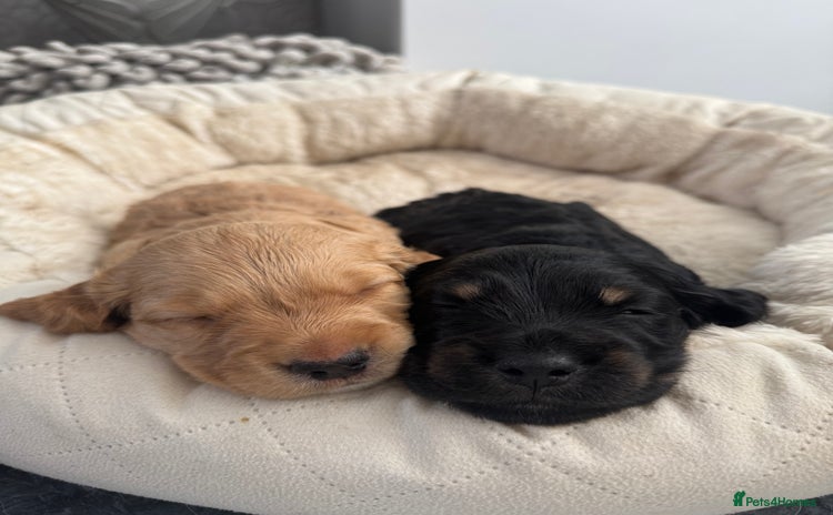 Mixed Breed dogs - Advert 3