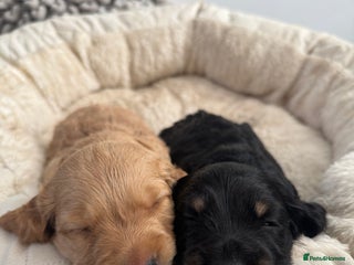 Mixed Breed dogs - Advert 22