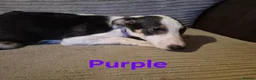 Border Collie dogs for sale: 4 Border Collie Pups  in Swansea - Advert 8