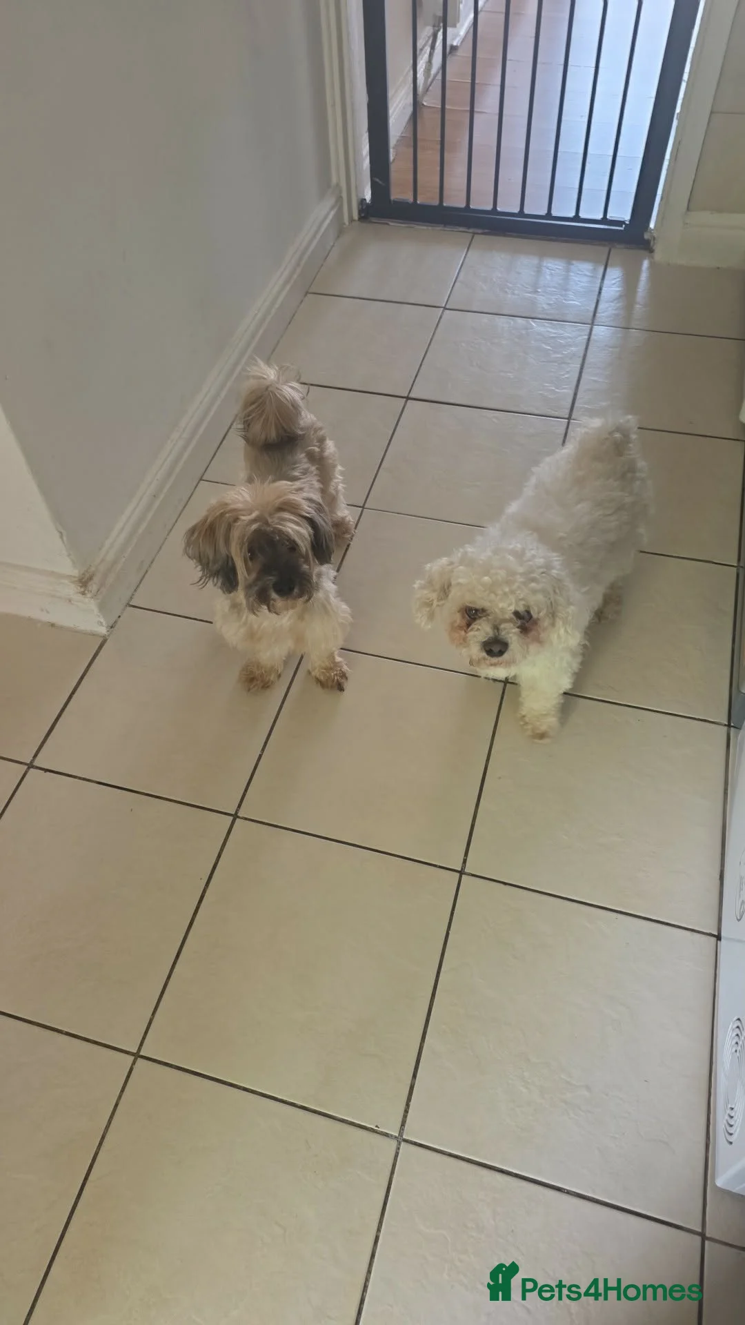 Mixed Breed dogs for sale: Malshi puppies 2 female available now  - Advert 6