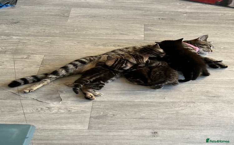 Mixed Breed cats - Advert 1