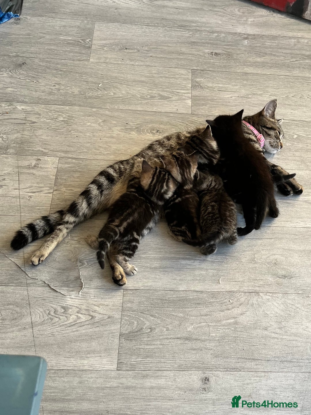 Mixed Breed cats for sale: Kittens for sale  - Image 1