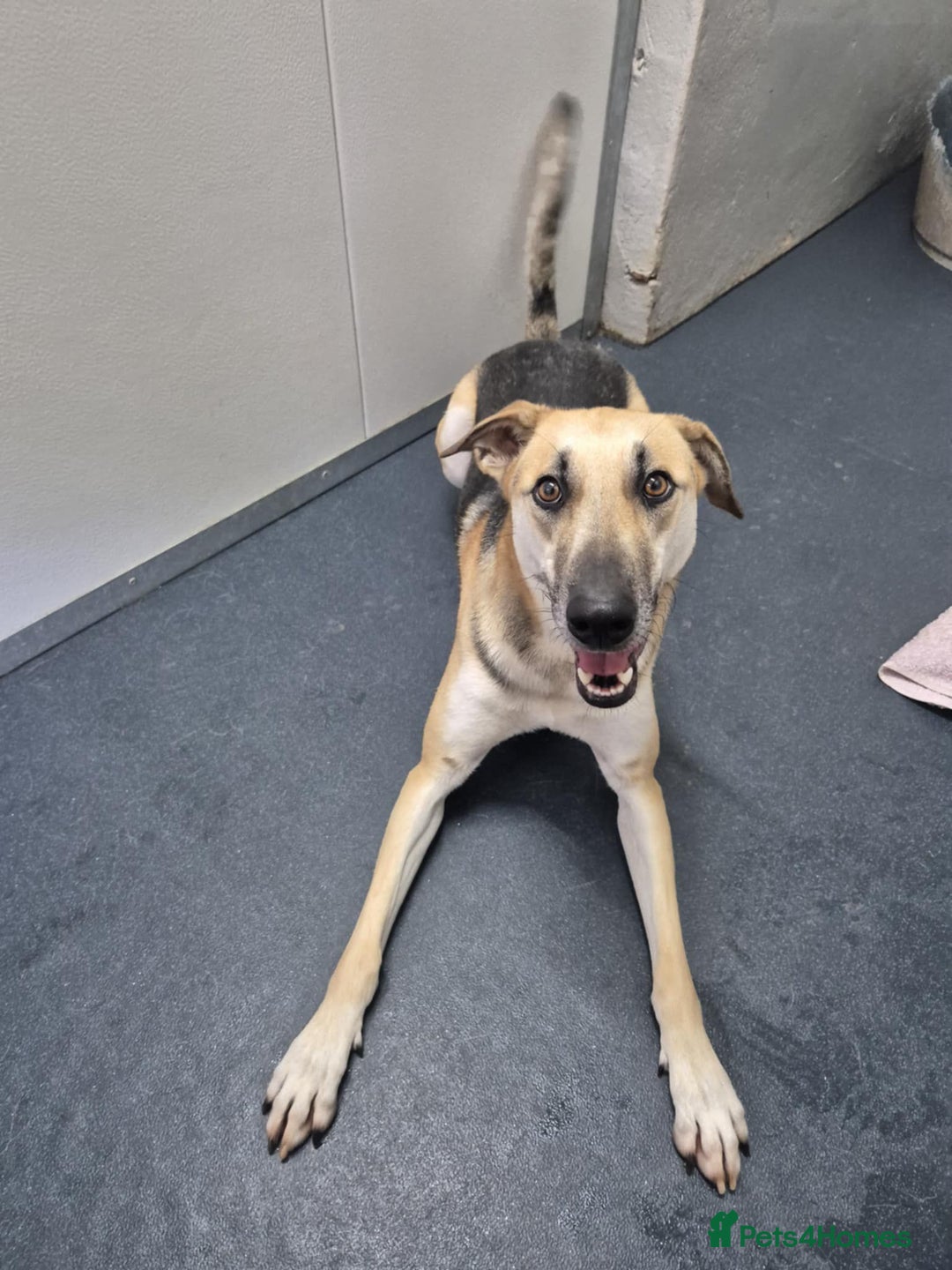 Mixed Breed dogs for adoption: JACK FOR ADOPTION OR FOSTER IN CORNWALL OR DEVON - Image 24